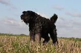 BOUVIER DES FLANDRES 229